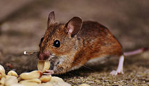 24 Hour & Emergency Exterminators in Grand Forks, ND